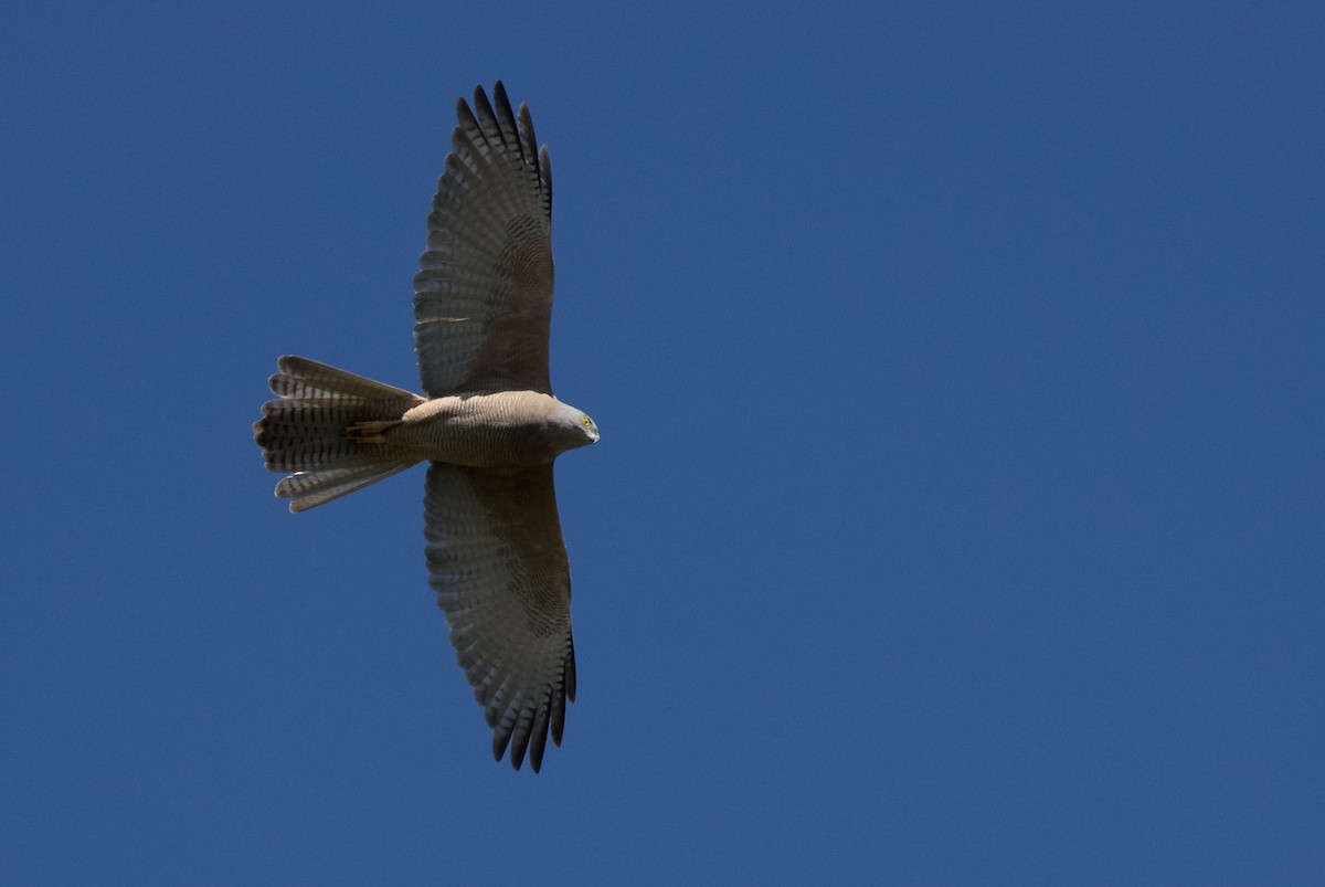 Brown Goshawk - ML472145331