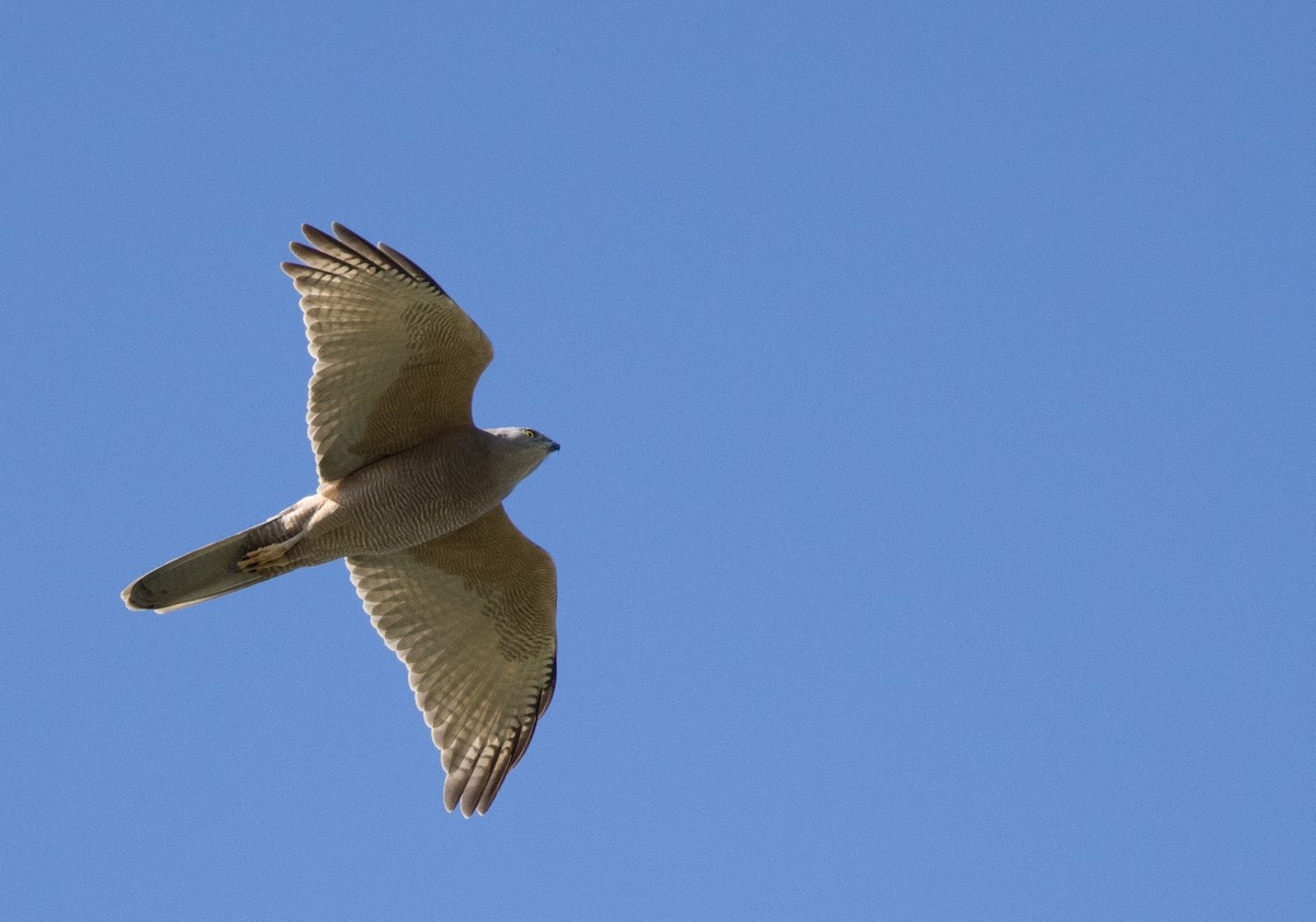 Brown Goshawk - ML472145531