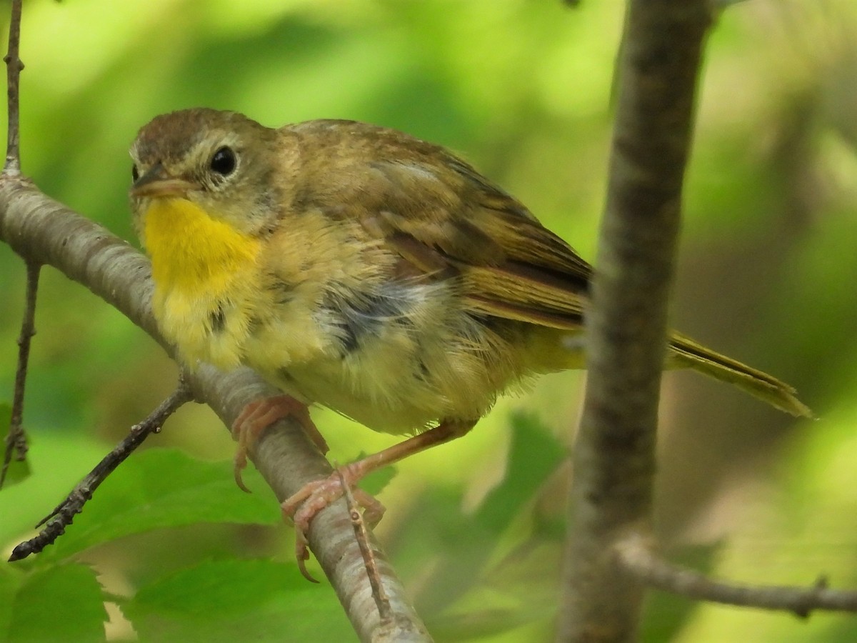 Common Yellowthroat - ML472145691
