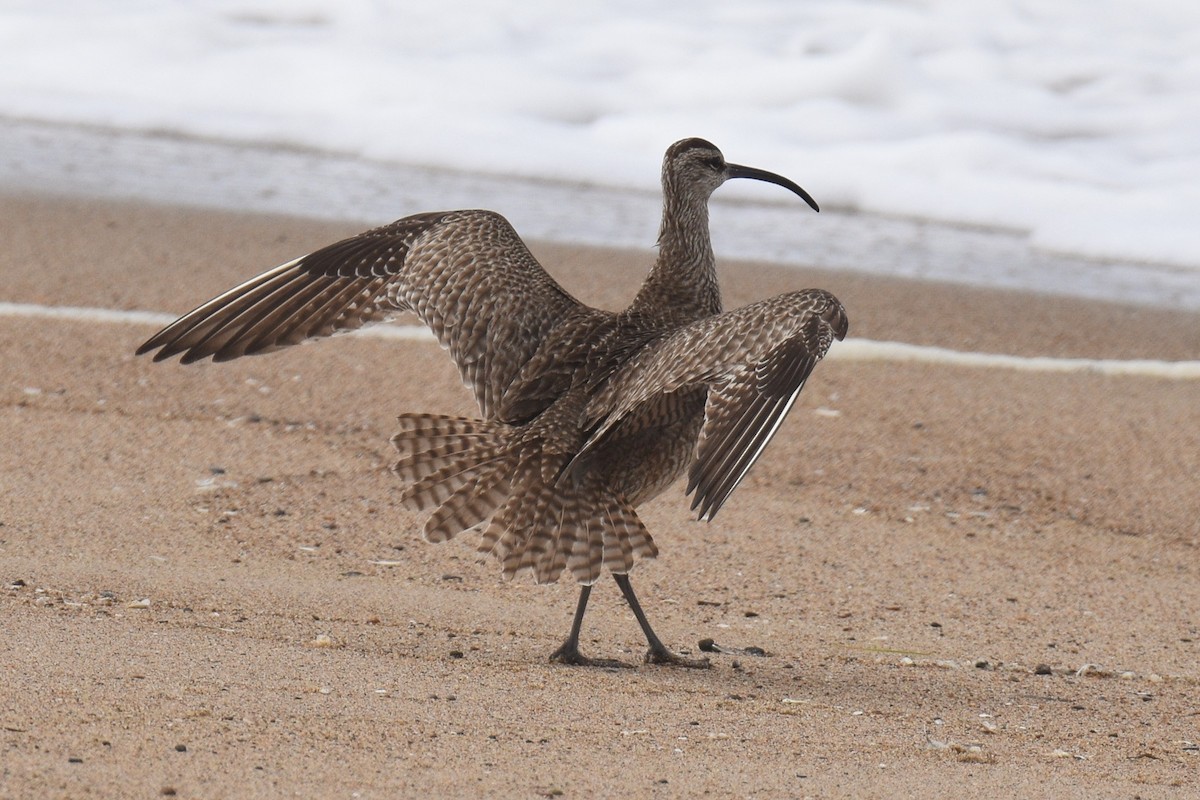 Whimbrel (Hudsonian) - ML472145961