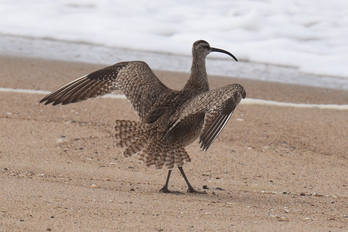 Whimbrel - ML472145961