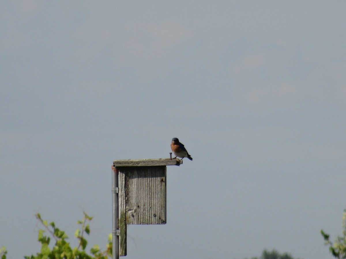 Eastern Bluebird - ML472145981