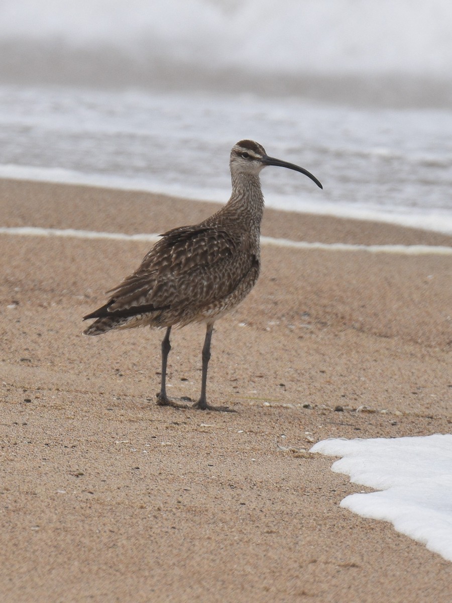 Whimbrel (Hudsonian) - ML472146311