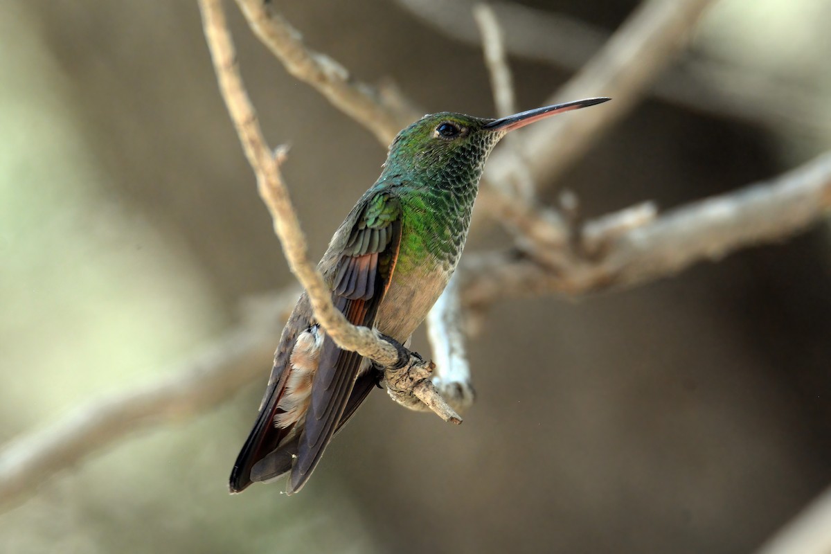 Berylline Hummingbird - John David Curlis 🐍