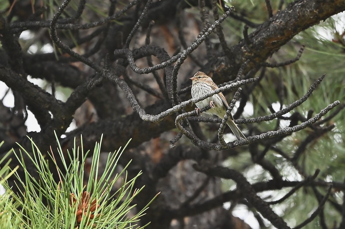 Chipping Sparrow - ML472146821