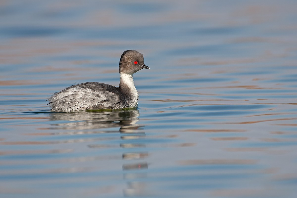 Silvery Grebe - ML472147911