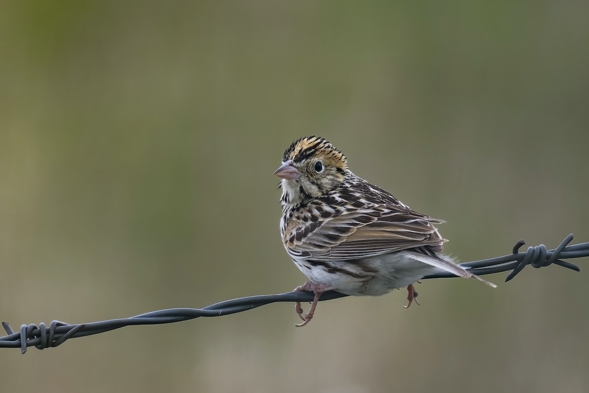 Baird's Sparrow - ML472148221