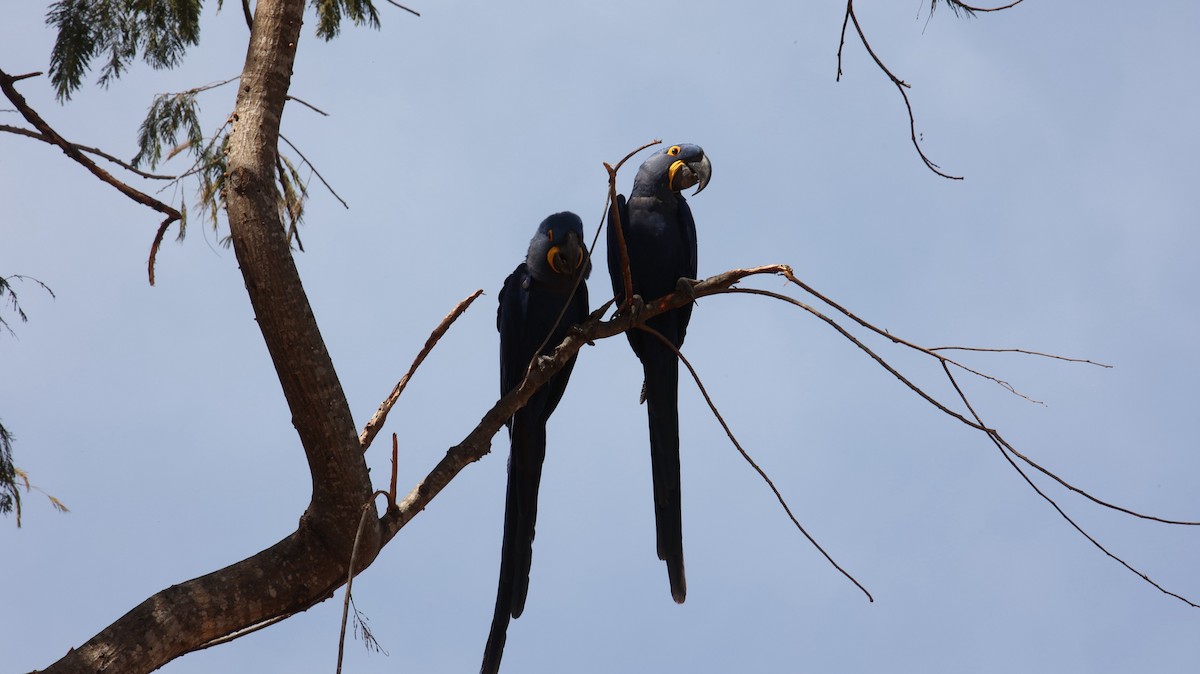 Hyacinth Macaw - ML472148571