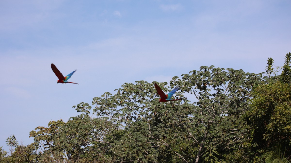 Red-and-green Macaw - ML472148591