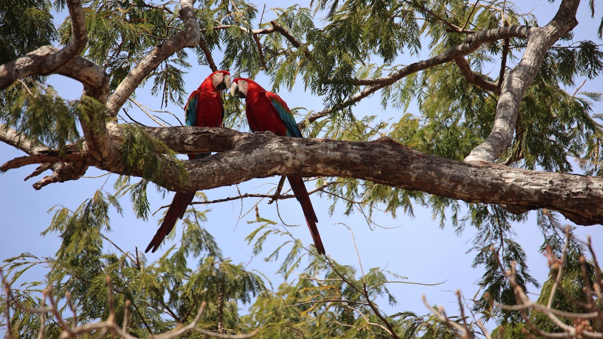 Red-and-green Macaw - ML472148621