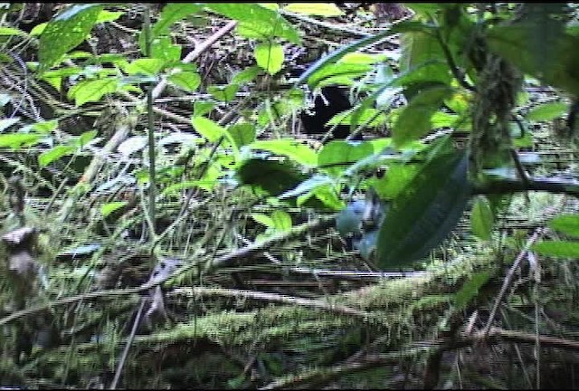 Wahnes's Parotia - ML472149