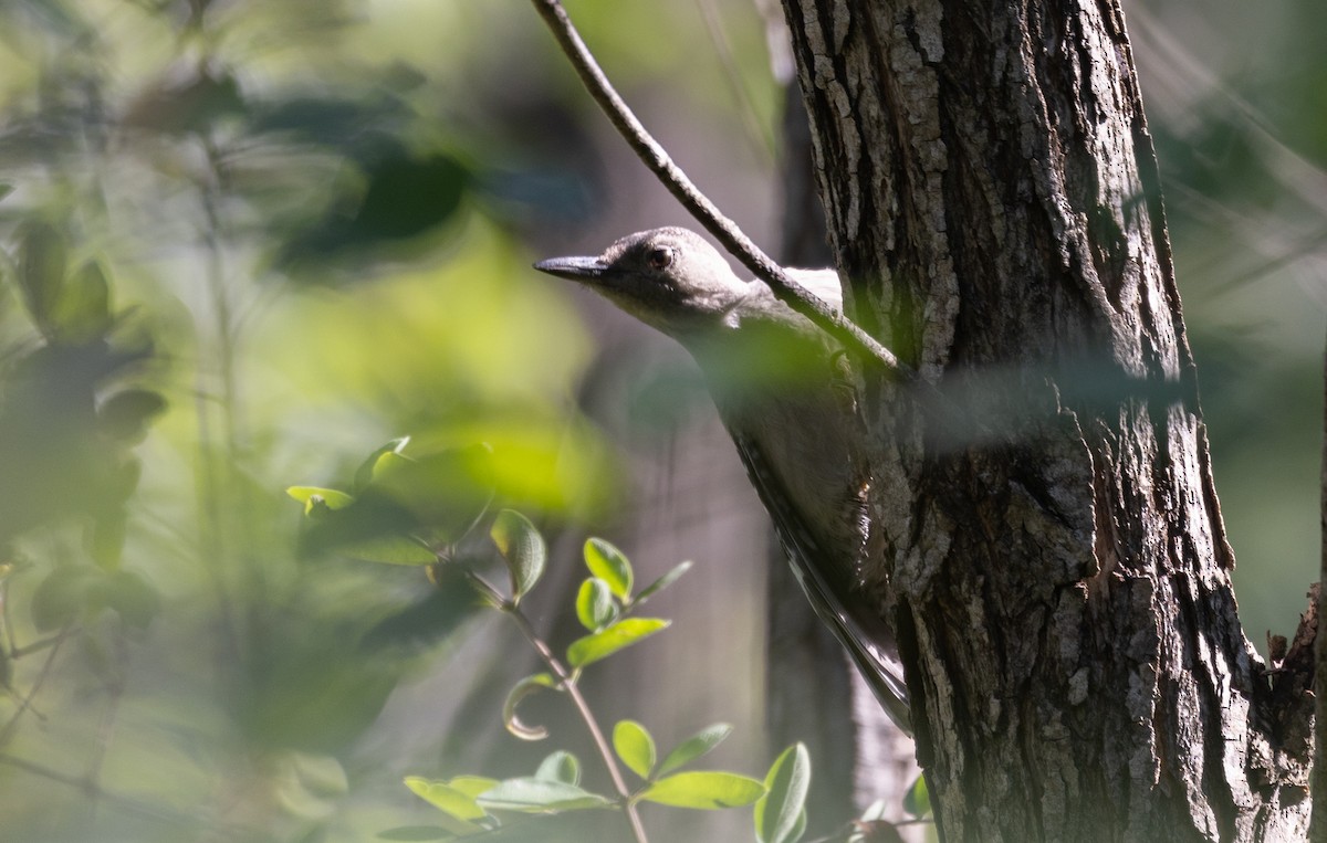 Red-bellied Woodpecker - ML472149041