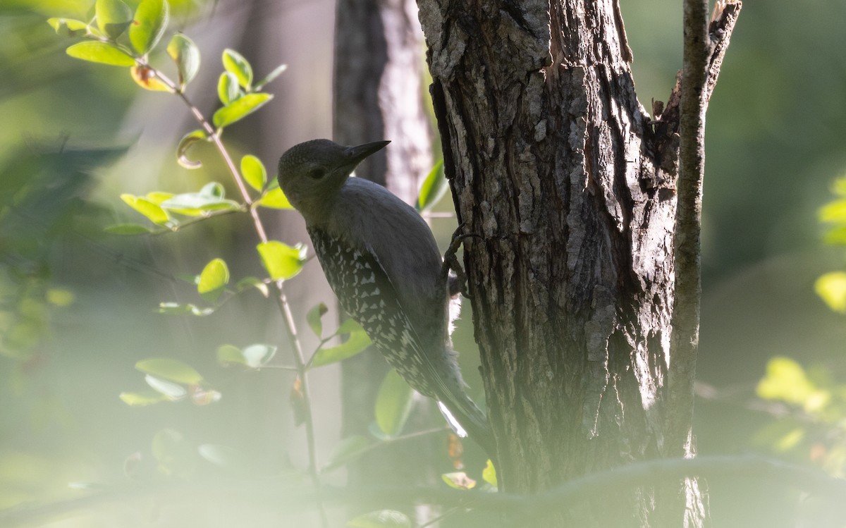 Red-bellied Woodpecker - ML472149061