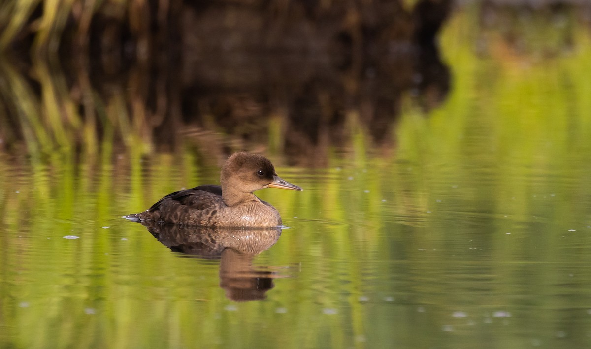 Hooded Merganser - ML472149331