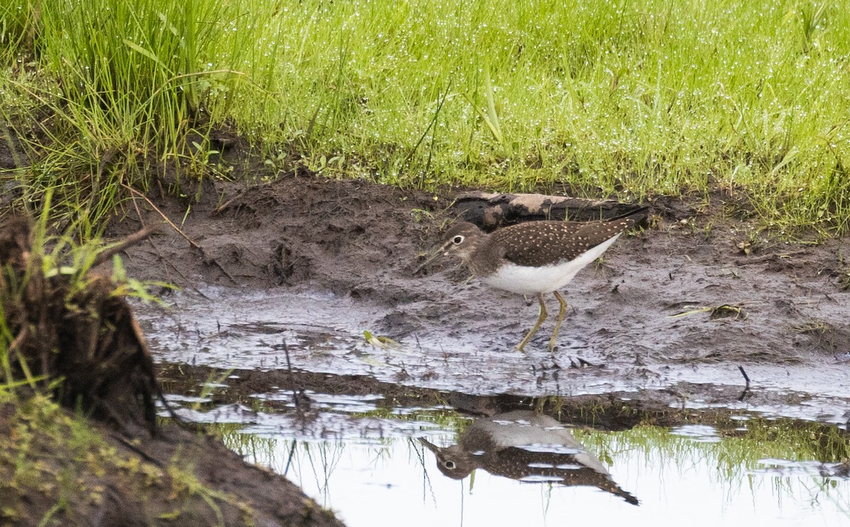 Solitary Sandpiper - ML472149421