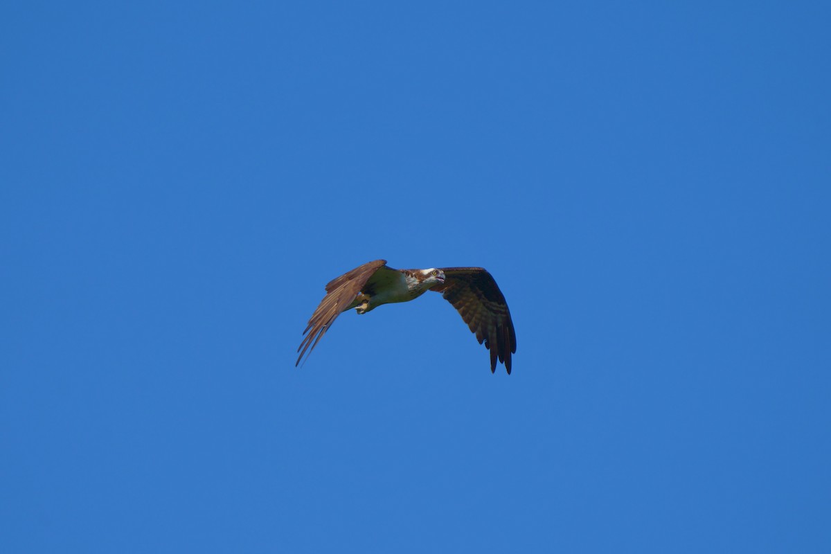 Osprey - ML472149631