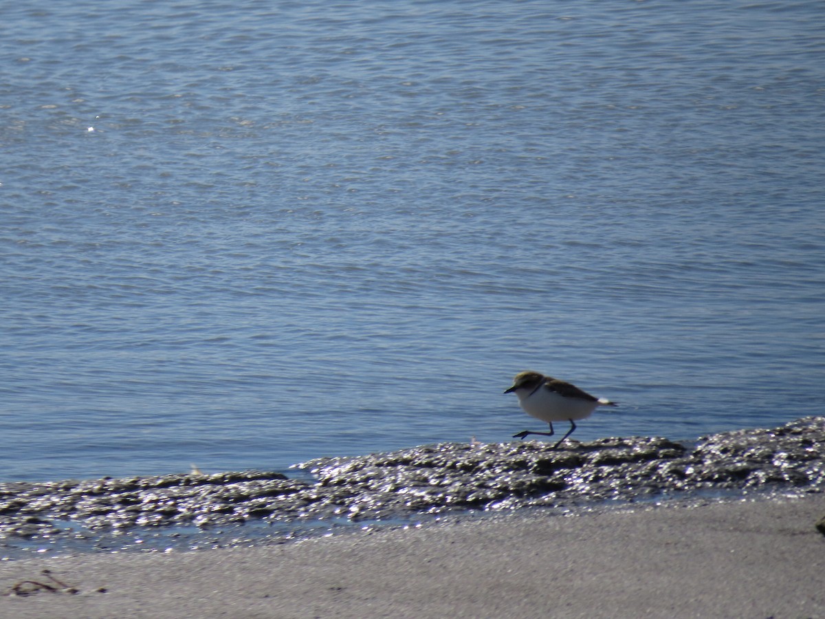 Kentish Plover - Dominique Bayne