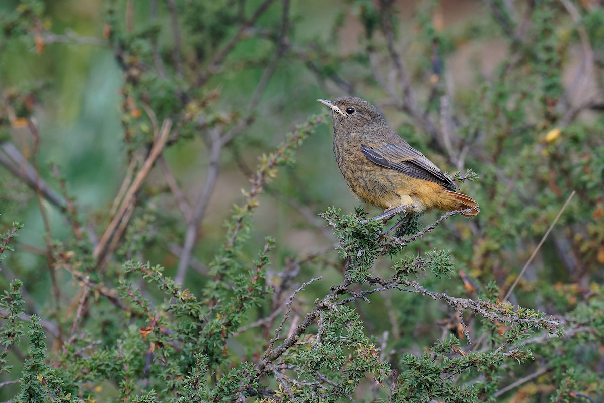 Colirrojo Tizón (grupo ochruros) - ML472156821