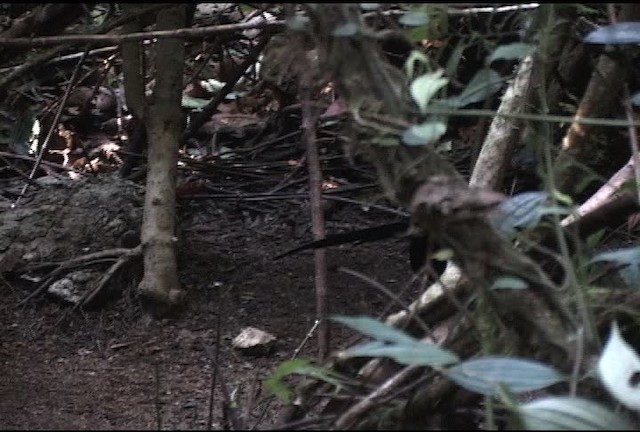 Wahnes's Parotia - ML472157