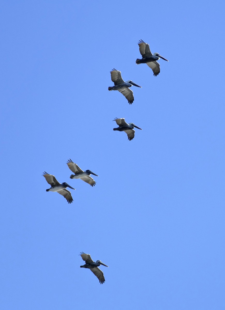 Brown Pelican - ML472157021