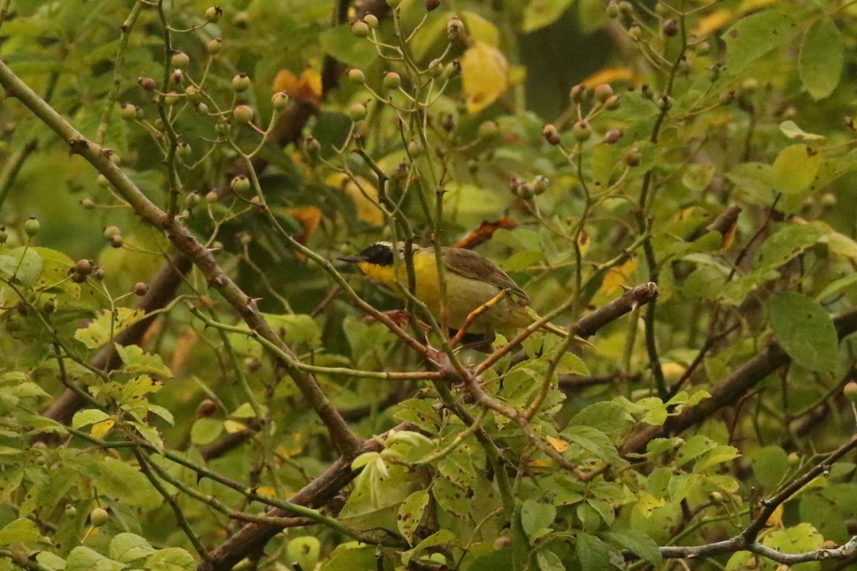 Common Yellowthroat - ML472157631