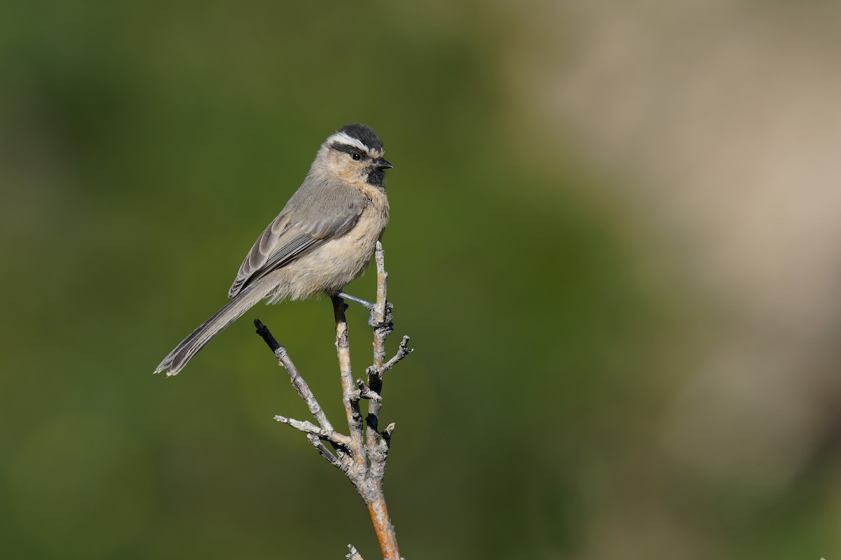 White-browed Tit - ML472157691