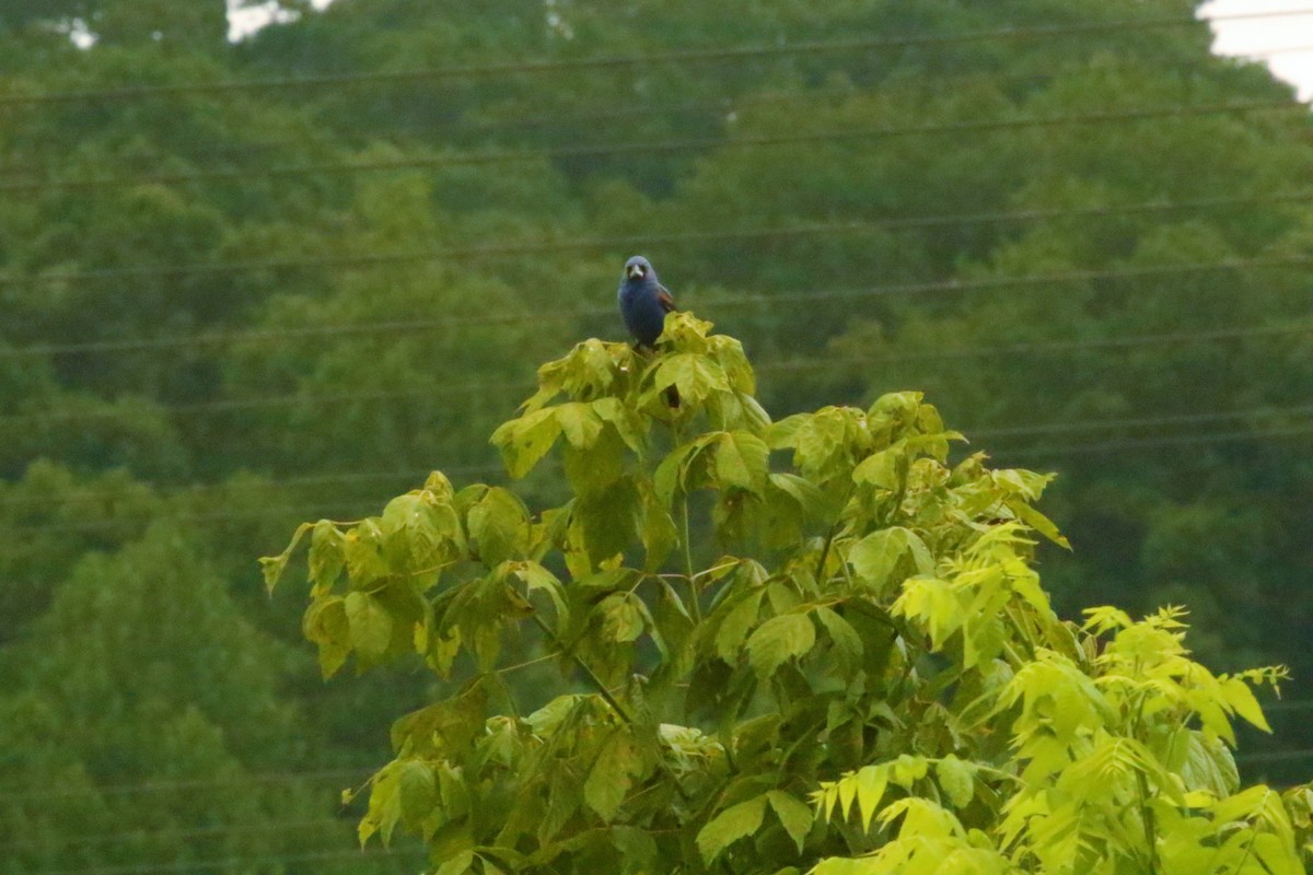 Blue Grosbeak - ML472157741