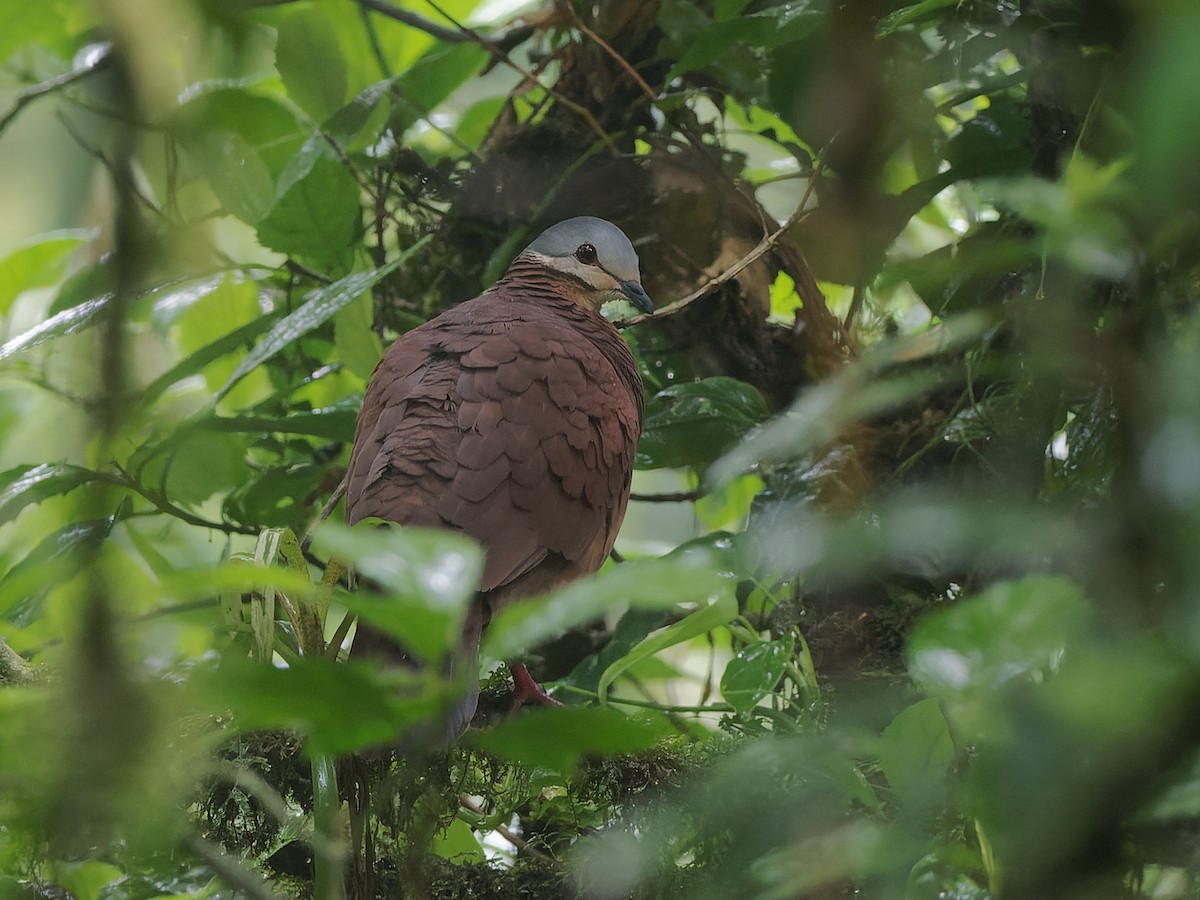 Chiriqui Quail-Dove - ML472158751