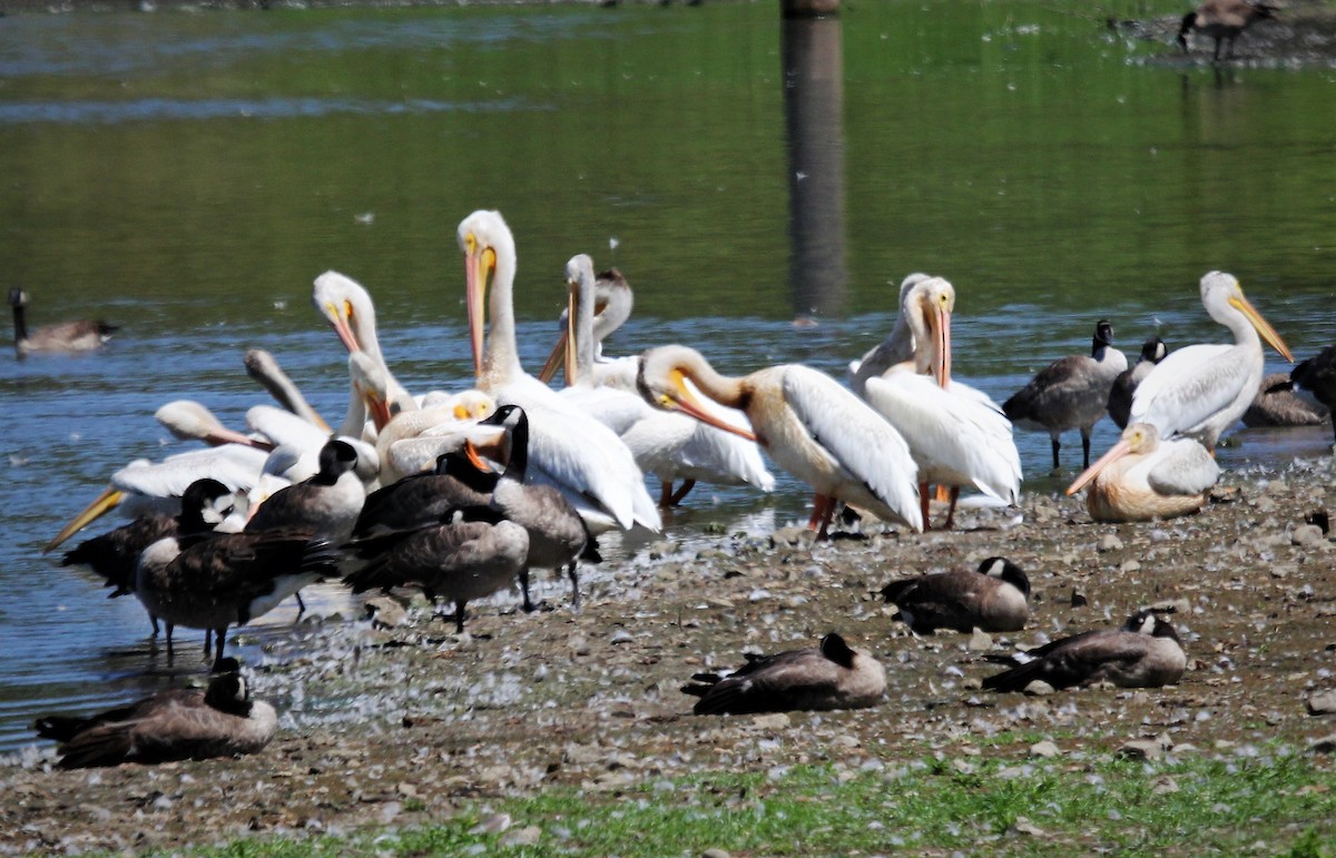 American White Pelican - ML472159051