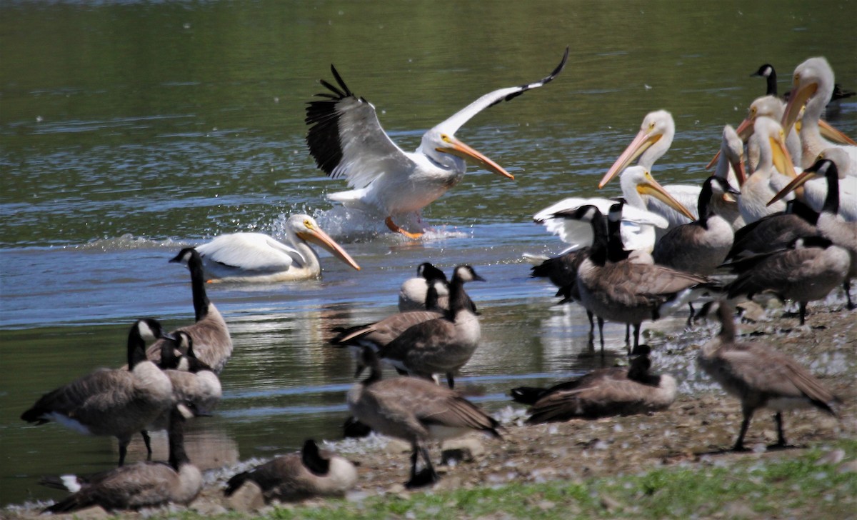 pelikán severoamerický - ML472159201