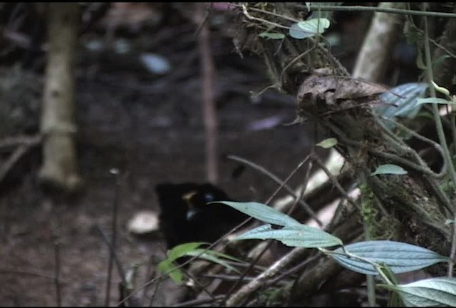 Wahnes's Parotia - ML472160