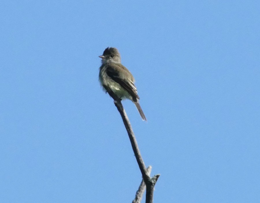 Willow Flycatcher - ML472160001