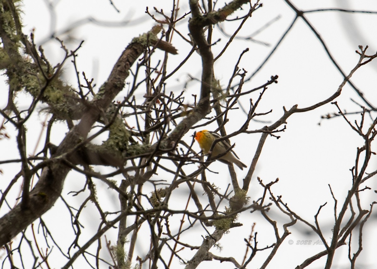Blackburnian Warbler - ML472160111