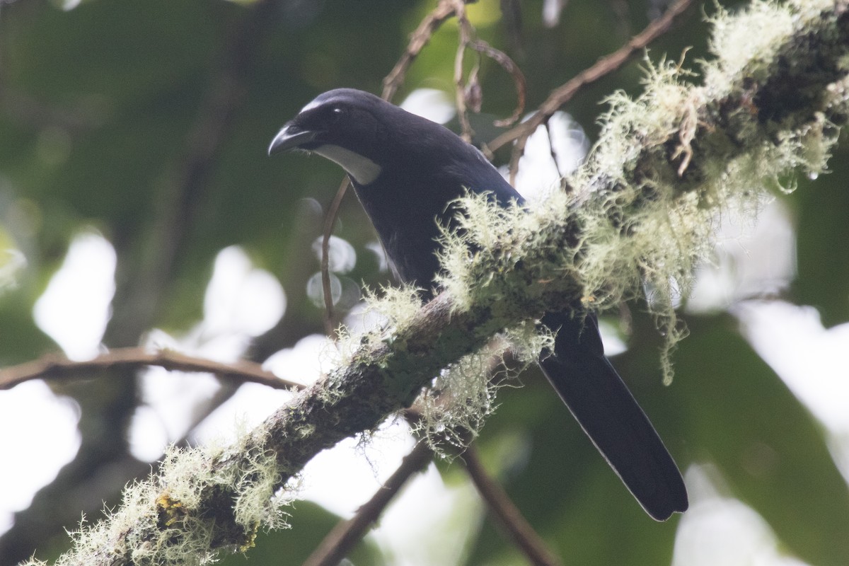 Silvery-throated Jay - ML472160761