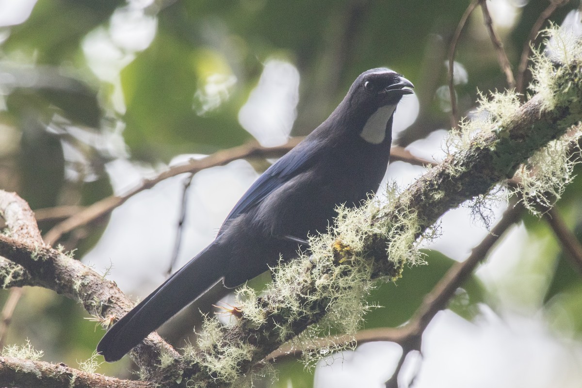 Silvery-throated Jay - Evan Buck