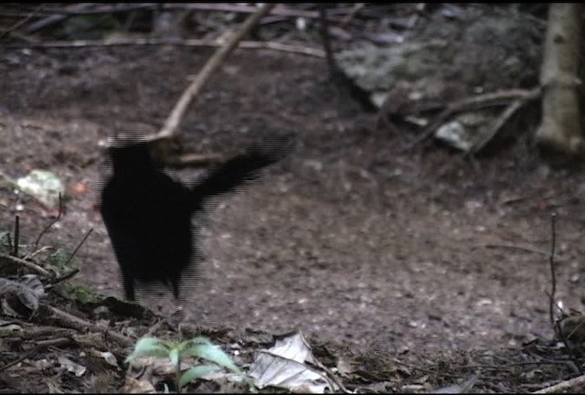 Wahnes's Parotia - ML472161