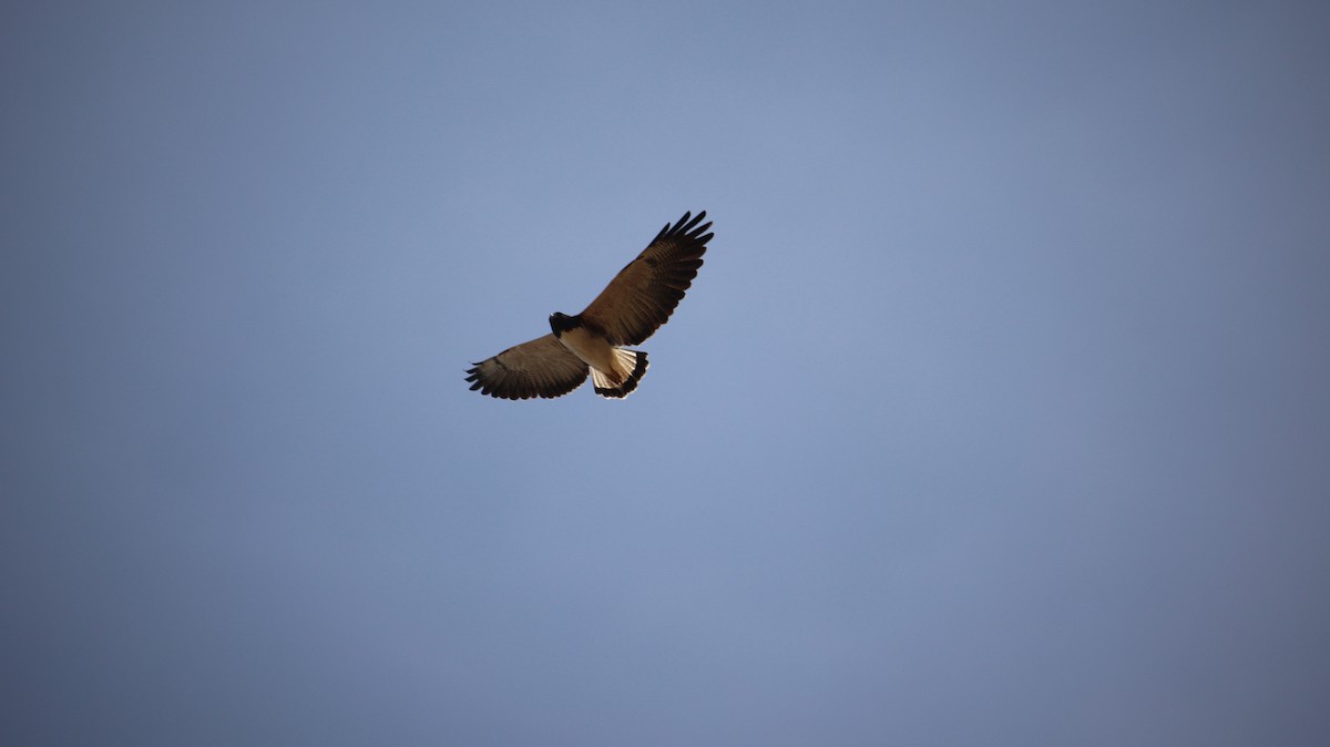 White-tailed Hawk - ML472162901