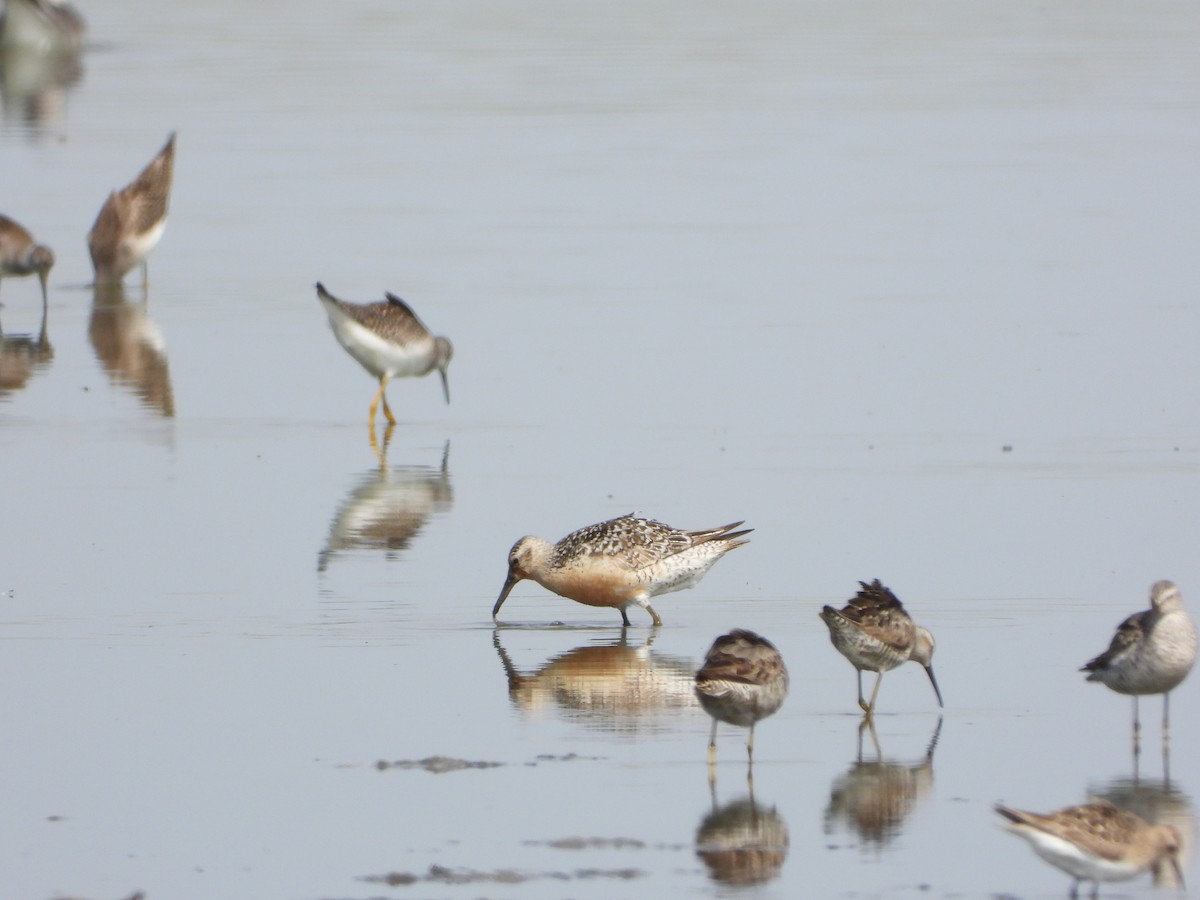 Red Knot - ML472163421