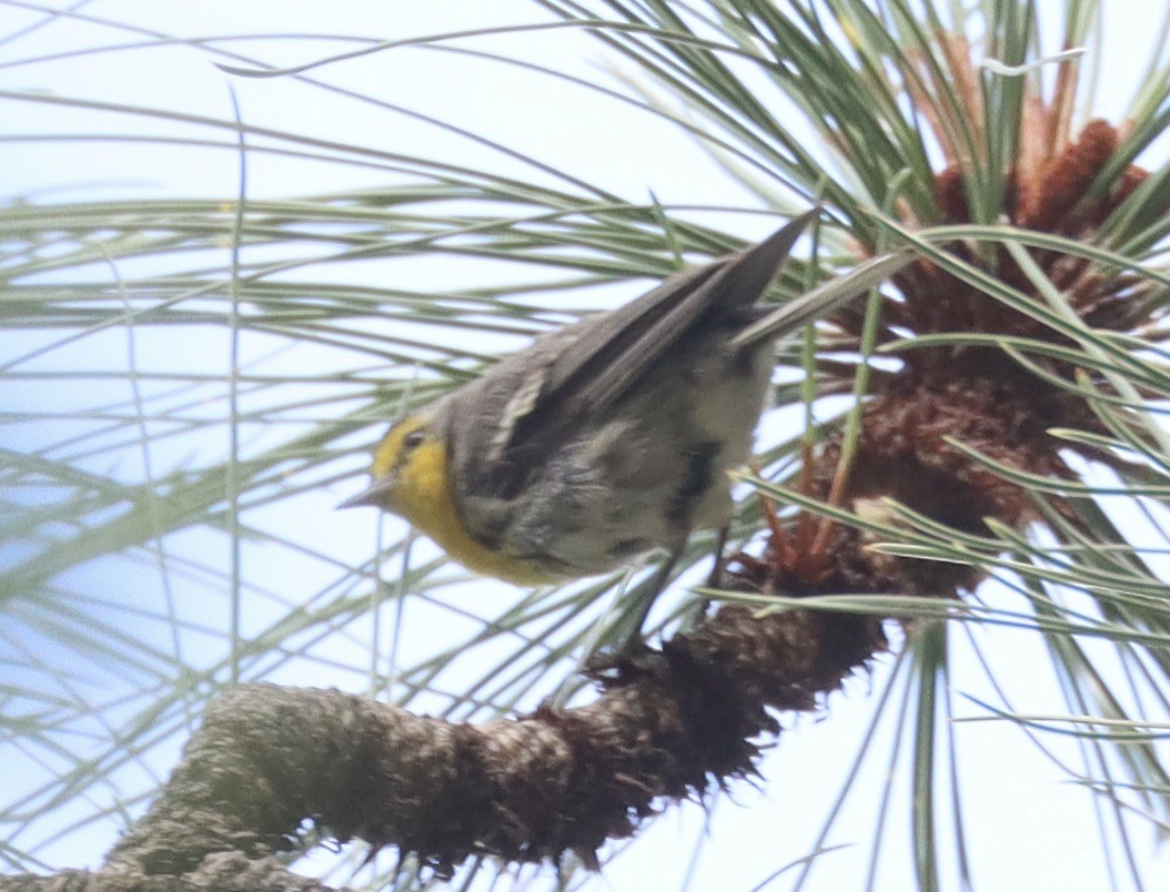 Grace's Warbler - ML472163591