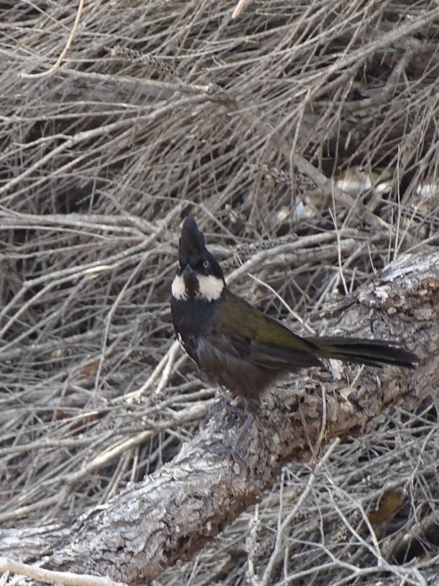 Eastern Whipbird - ML472164141