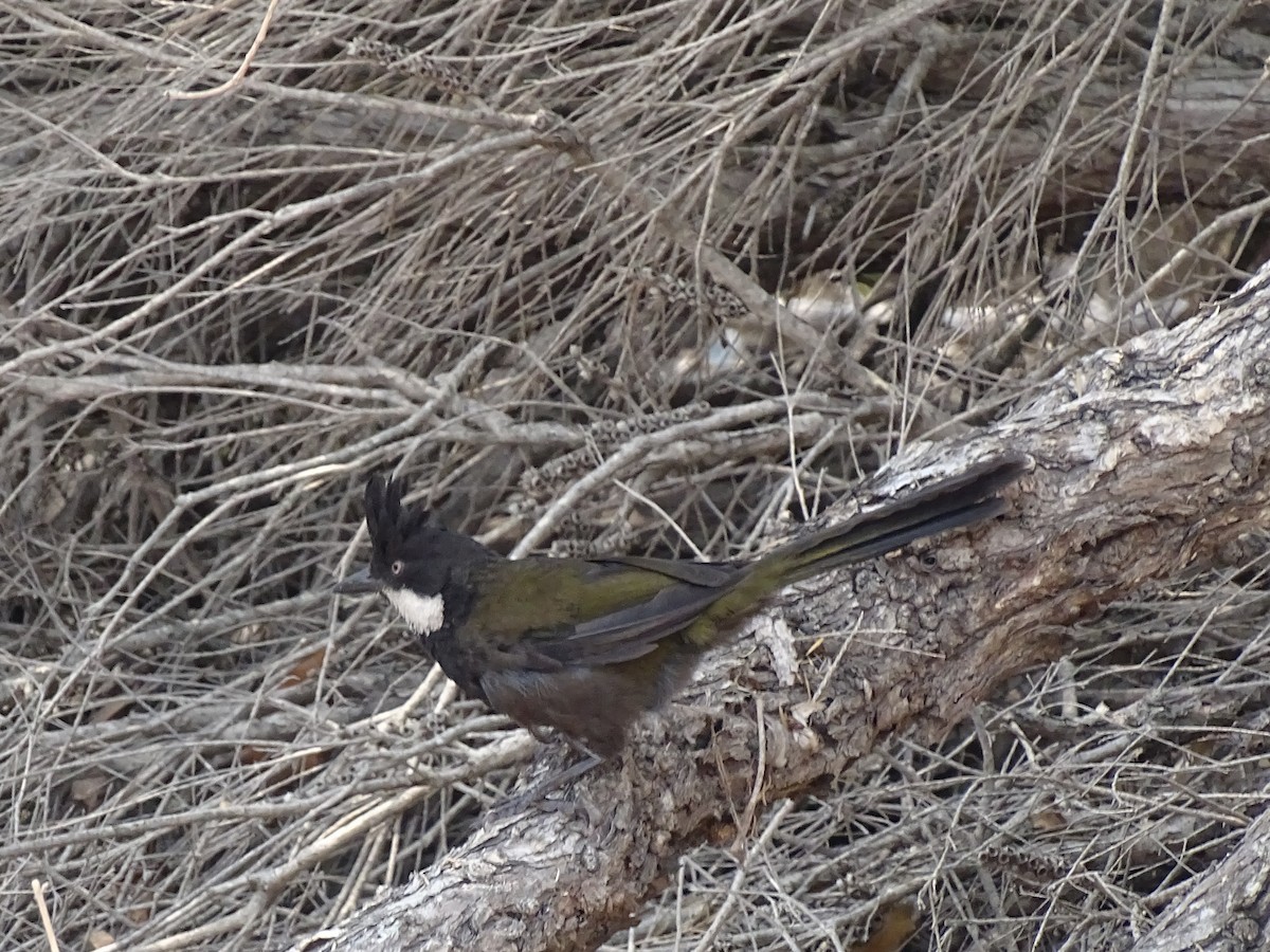 Eastern Whipbird - ML472164161