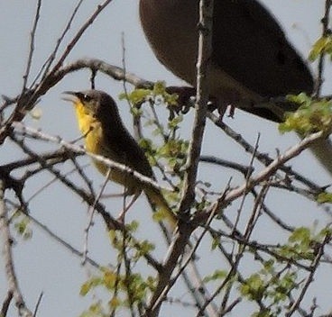 Gray-crowned Yellowthroat - ML472165691