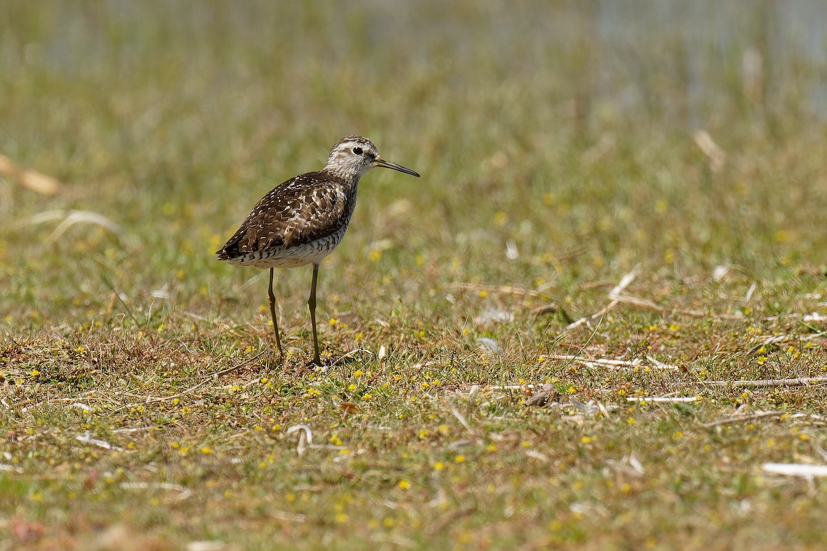 Bruchwasserläufer - ML472166391