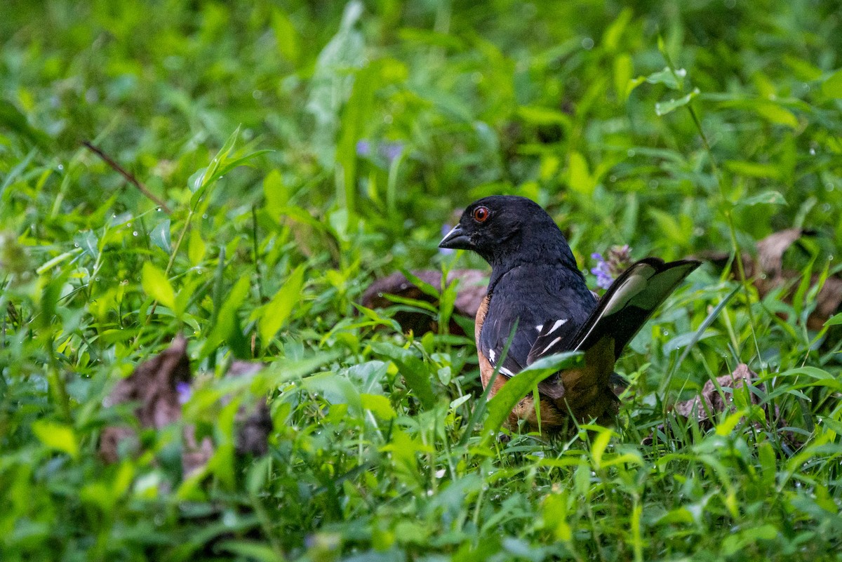 Eastern Towhee - ML472167011