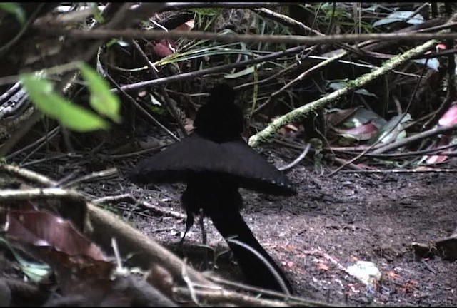 Wahnes's Parotia - ML472168