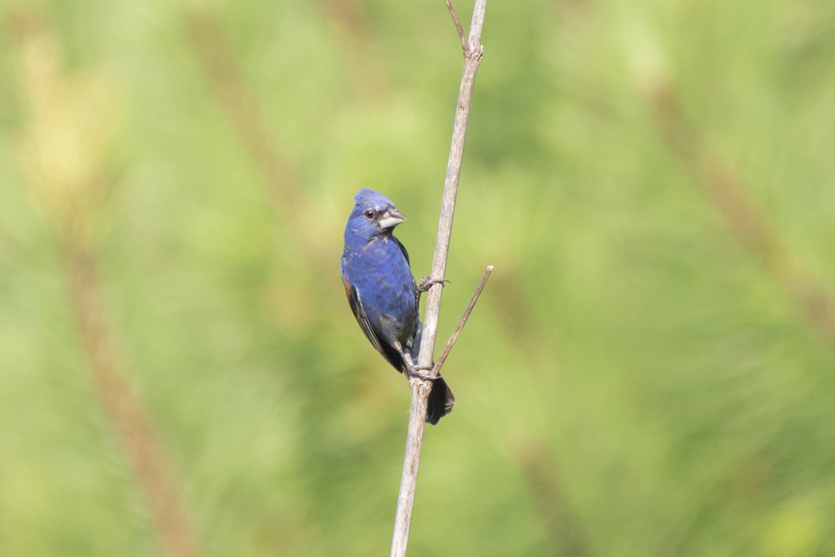 Blue Grosbeak - ML472169911