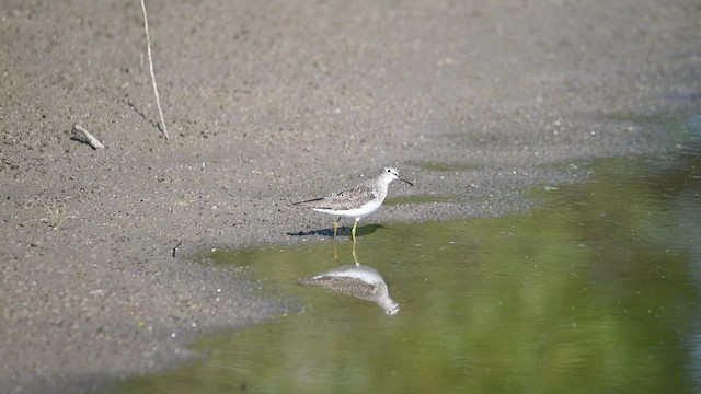 Улит-отшельник - ML472170161