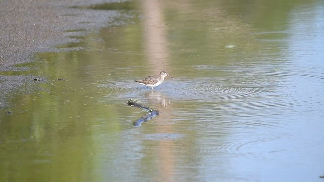 Solitary Sandpiper - ML472171331