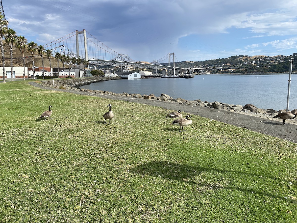 Канад галуу - ML472171711