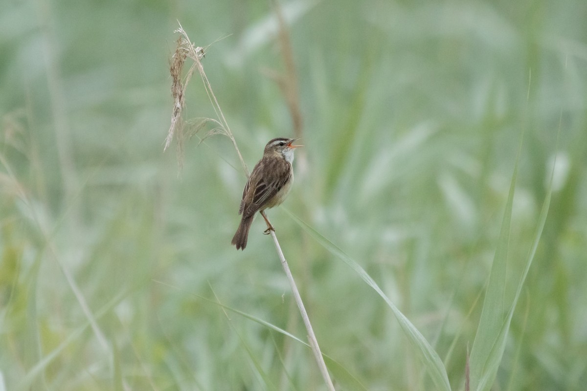 Sedge Warbler - ML472171721